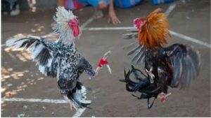 Cách chơi đá gà cựa dao Philippines từ A – Z cho bet thủ